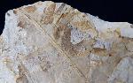 Dictyophyllum sp. (LINDLEY & W. HUTTON 1834) & Podozamites sp. - Bild © FossNet FossilienStore